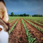 Plus rusé que les pesticides