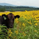 Une nouvelle étude examine comment augmenter les plantes favorables aux abeilles tout en répondant aux besoins des bovins le long de la «ceinture de fétuque» qui s'étend des Carolines au Kansas.