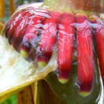 Du maïs qui peut fixer son azote