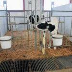 Les veaux sont placés en paires dans les parcs, ce qui les stimule. Leur croissance est plus rapide.