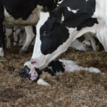 Photo : Marie-Josée Parent