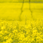 Le canola demeure le plus rentable