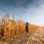 Travail du sol et décomposition des résidus de maïs