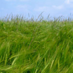 De l'herbe noire dans un champ d'orge. Photo: Maccheek/Wikimedia Commons 