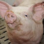Si la situation ne s'améliore pas dans les abattoirs américains, cela pourrait être désastreux pour les fermes porcines américaines.