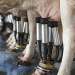 Quoi faire pour réduire la production de lait?