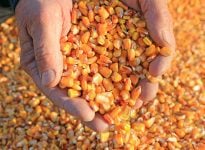 Semences de maïs bio