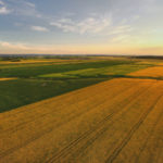 Aerial view of rapeseed fields at sunset