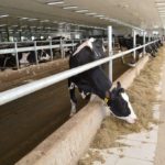 ferme laitière, vaches