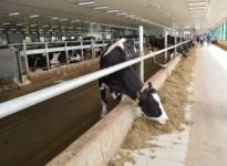 ferme laitière, vaches