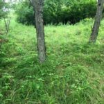 Faire pâturer la forêt par le bétail, une bonne idée?