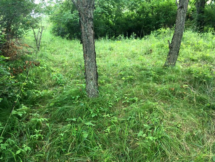 Faire p&acirc;turer la for&ecirc;t par le b&eacute;tail, une bonne id&eacute;e?