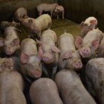 La Chine de nouveau aux prises avec la peste porcine africaine