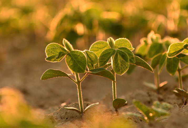 Un coup de pouce du fédéral dans la recherche sur le soya