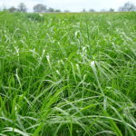 Festulolium avec raygrass
Crédit photo: Semican