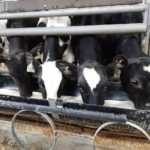 Le veau de lait est durement touché par la fermeture des HRI en raison de la COVID-19.