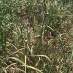 Le rendement des graminées est affecté par le manque d'eau pour la 1ère coupe.