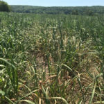 Prairie affectée par la sécheresse.