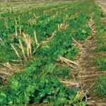Gestion des résidus et efficacité des herbicides