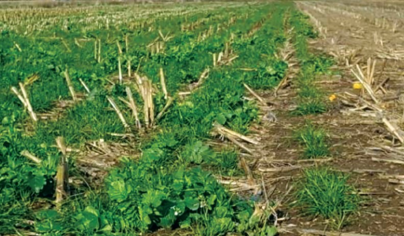 Gestion des résidus et efficacité des herbicides