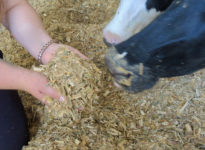 Les mycotoxines démystifiées : Les effets sur les bovins laitiers et de boucherie.