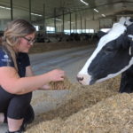 Des conseils pour un ensilage de maïs de qualité