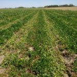 Semis dans un couvert de trèfle vivant. À la droite, on aperçoit la bande traitée avec herbicides. La bande est plus pâle, mais rien de complètement détruit.