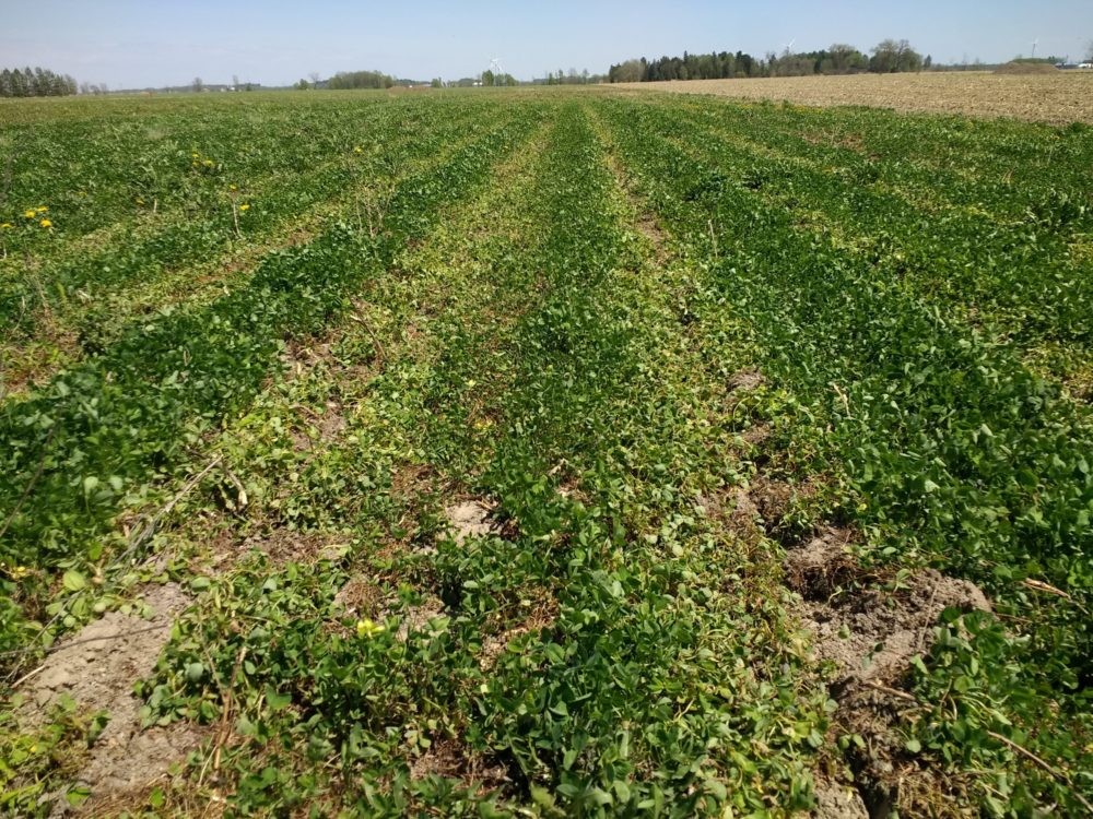 Semis dans un couvert de trèfle vivant. À la droite, on aperçoit la bande traitée avec herbicides. La bande est plus pâle, mais rien de complètement détruit.

