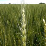 Dernière intervention dans le blé d’hiver
