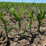 Marché des grains: Récession et récolte dans le radar