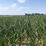 feuilles roulées due au stress hydrique