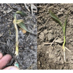 Sur la photo de gauche, le gel a atteint le point de croissance alors que sur celle de droite, il s’est arrêté à la surface du sol.