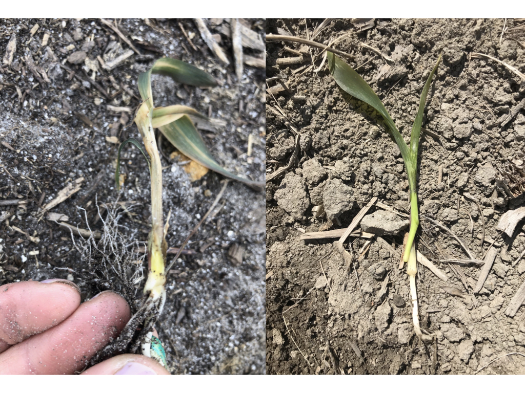Sur la photo de gauche, le gel a atteint le point de croissance alors que sur celle de droite, il s&rsquo;est arr&ecirc;t&eacute; &agrave; la surface du sol.
