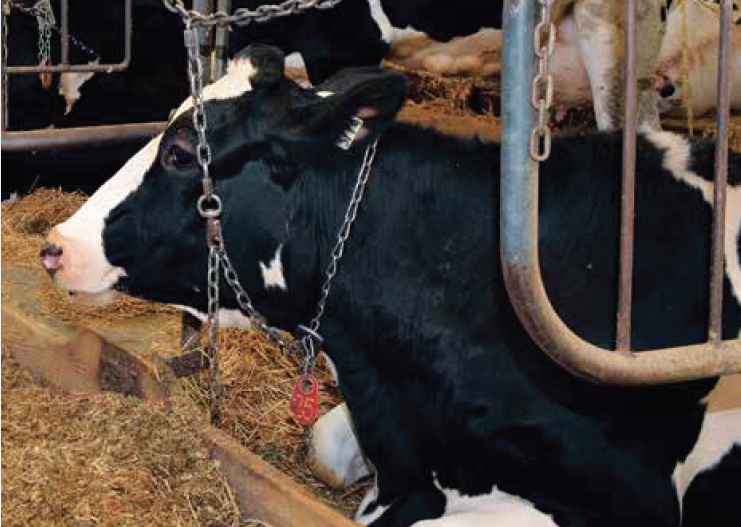 Des chercheurs américains utilisent des vaches pour produire des anticorps contre le virus de la COVID-19.