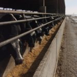 Aux États-Unis, 20% des bouvillons mis en marché sont de race Holstein.