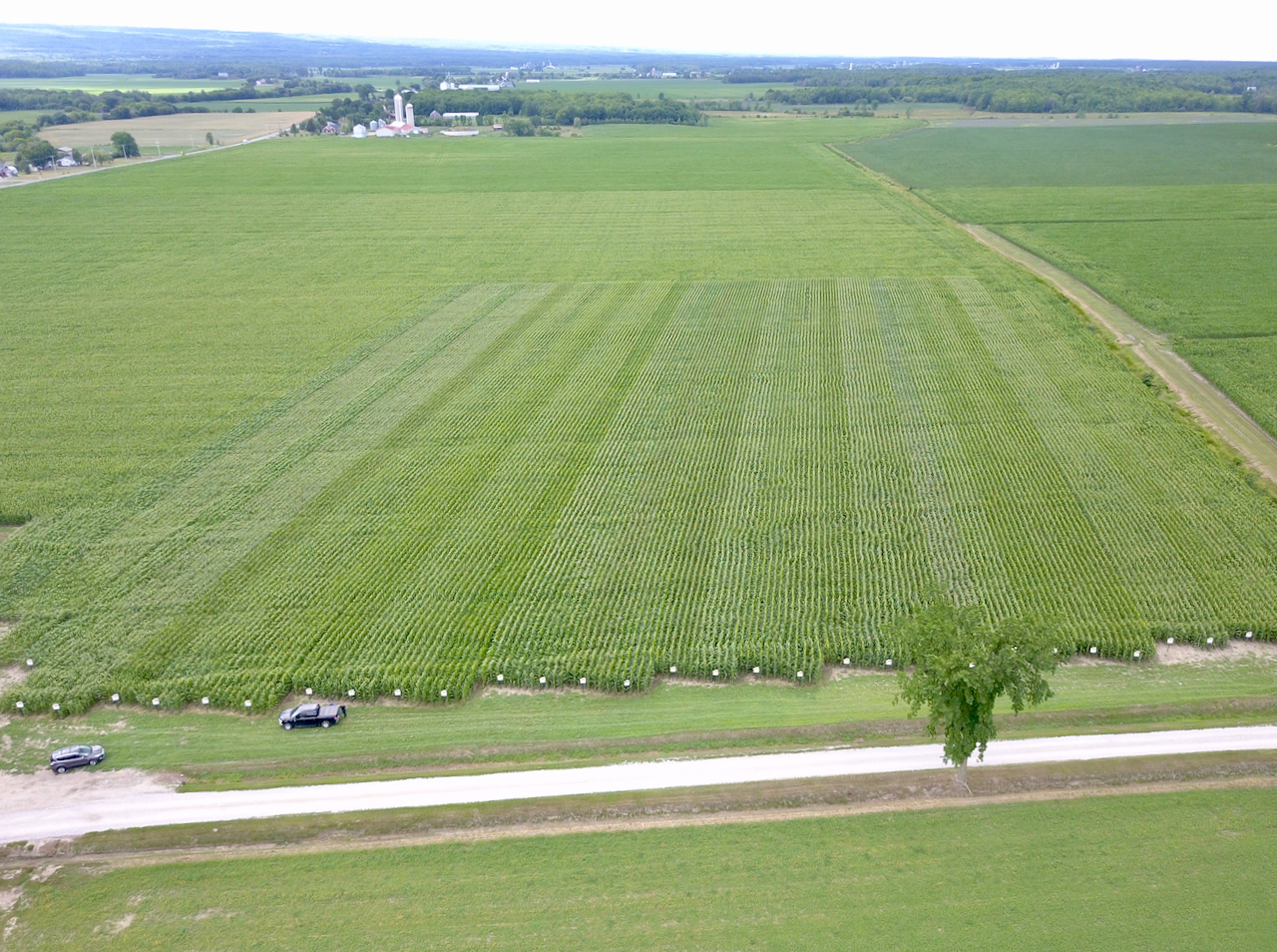 Parcelle de maïs près de Saint-Chrysostome en Montérégie-ouest. Photo prise le 20 juillet