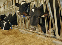 Les mycotoxines démystifiées : Les effets sur les bovins laitiers et de boucherie