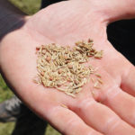 Les mycotoxines démystifiées : La prévention aux champs pour la production de grain
