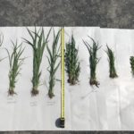 De gauche à droite : Millet perlé fourrager, millet japonais, sorgho soudan, herbe de soudan, avoine pois, avoine, teff, trèfle Alexandrie. Semés 28 mai à St-Liboire