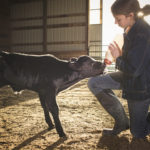 Lorsqu’on maintient les veaux plus longtemps sur une alimentation lactée, on permet au rumen de se développer suffisamment pour absorber les nutriments importants.