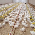 En production de poulet sans antibiotiques, il faut souvent utiliser une combinaison d'alternatives.