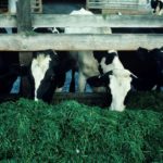 Une cellule de crise pour le foin
