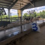 Les vaches de gauche sont rafraîchies notamment par un système d'aspersion pendant une minute et demi toutes les six minutes. Les vaches de droite sont rafraîchies uniquement avec des ventilateurs de recirculation d'air.