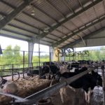 Dans cette unité de recherche de l'Université de la Floride, les vaches sont rafraîchies par un système d'aspersion d'eau et par des ventilateurs de recirculation d'air.