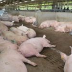 Les fermes d’élevage sont des lieux de routine : les animaux sont habitués à un horaire de soins et sont surtout familiers aux personnes qu’ils côtoient au quotidien.