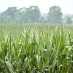 Azote et nouveaux hybrides de maïs