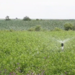 Les résultats d'un projet-pilote de l'IRDA ayant eu lien 2019 à l'Île-d'Orléans démontre qu'il peut être bénéfique d'irriguer les plantes fourragères.