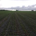 Couvert végétal simple : avoine, pois fourragé, radis fourragé. Ce couvert couvre le sol et va fournir suffisamment d'azote pour atteindre plus de 10 tm/ha de maïs-grain biologique.