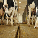 Les vaches doivent être confortables sur les pieds.