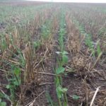 Couvert végétal semé il y a 10 jours. Soya, pois, radis et blé sont bien démarrés.